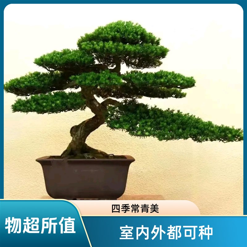 盆景老桩米叶四季k正宗罗汉松迎客松红芽珍珠植物室内绿植盆栽客