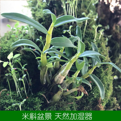 买三送一四年霍山米斛苗原种米斛非组E培苗四年25株矮壮品种超铁