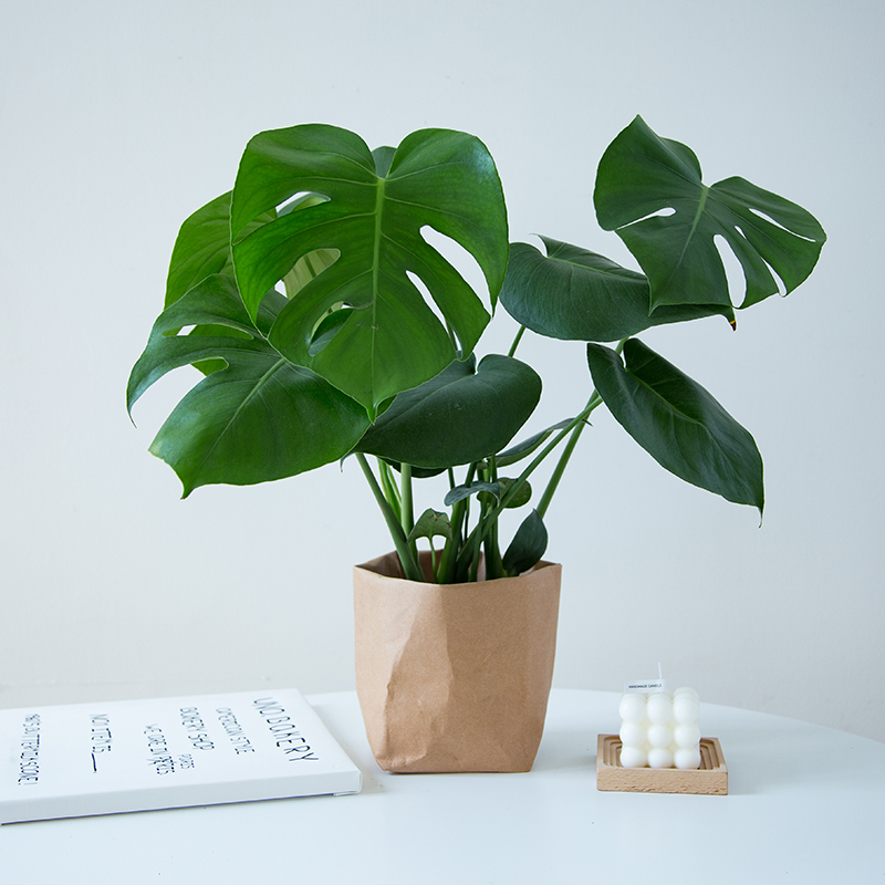 老桩龟背芋观h叶植物办公室内客厅大盆栽绿植物盆景净化空气吸甲