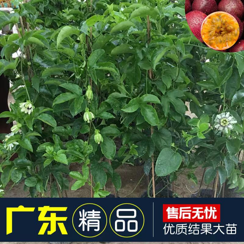 百香果树果苗带果发货爬藤植物盆栽庭院四季结Q果鸡蛋果苗紫香果图片