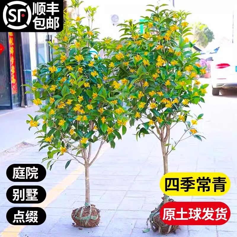 大型桂花树苗原生金桂丹桂庭院别墅地栽浓香型植物耐寒四季桂绿化