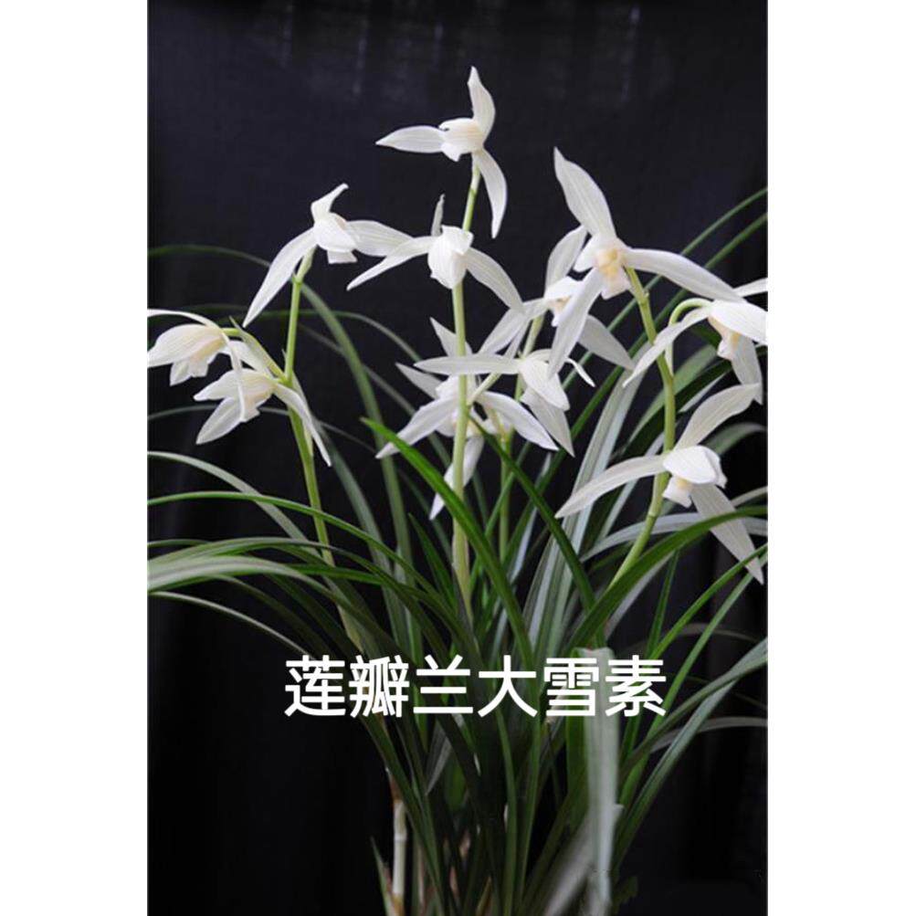 包邮当年开花名品兰花苗莲瓣兰大雪素浓香阳台客厅庭院绿植盆景
