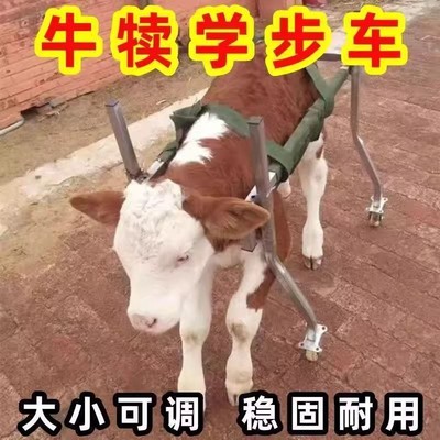 犊牛学步车小牛学步站立辅助小牛康复起立加固起立架加厚养殖支架