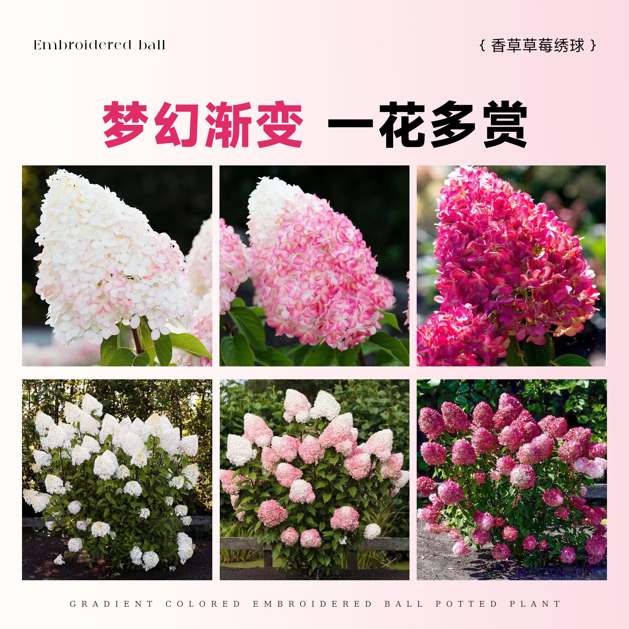 香草草莓圆锥绣球盆栽大花苗带花苞贝拉安娜庭院地栽耐寒花卉植物