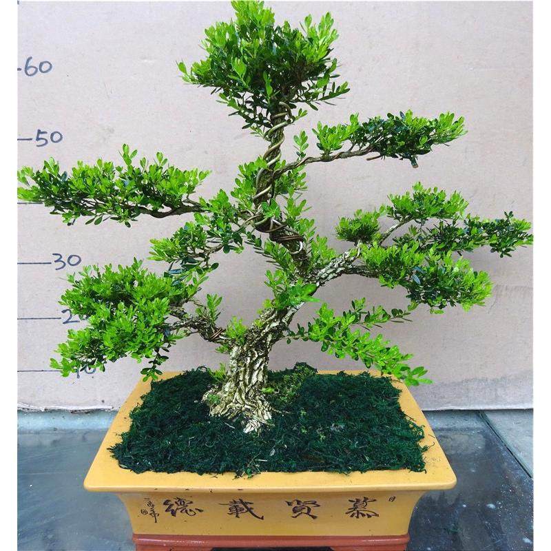 黄杨造型盆景室内绿植花卉 雀舌小叶黄杨木盆栽老桩大型客厅花卉