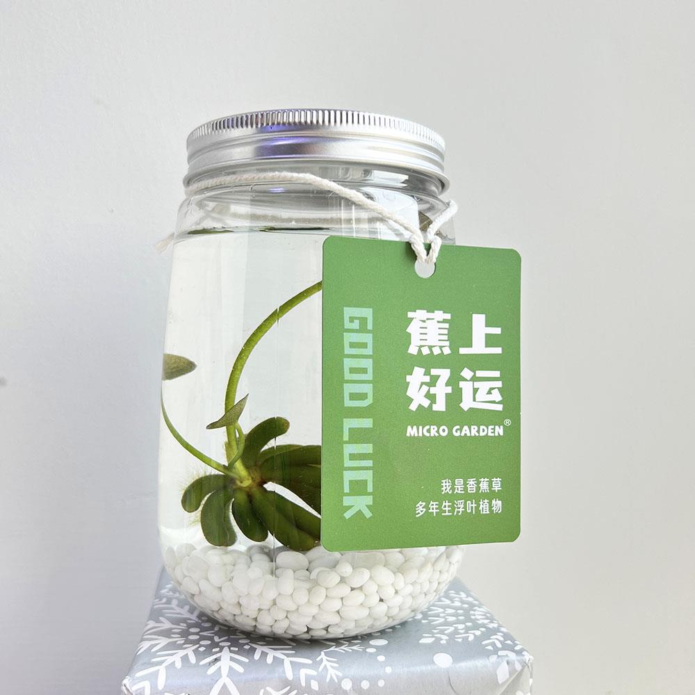 蕉上好运 香蕉草微景观生态瓶懒人植物桌面宠物水草网红小众礼物