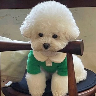 速发衣服泰迪马尔济斯博熊比美雪型瑞约克夏小纳幼犬衣服