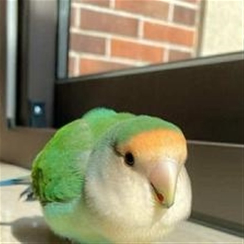 速发牡丹鹦鹉亲活亲恩爱鸟活物手养可人学说话好上手牡丹绿金顶