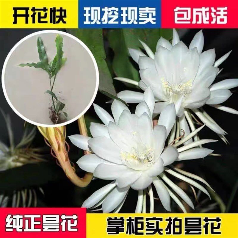 速发昙花盆内室栽垂吊观赏花卉昙养一现好花植物台庭院昙花苗易成