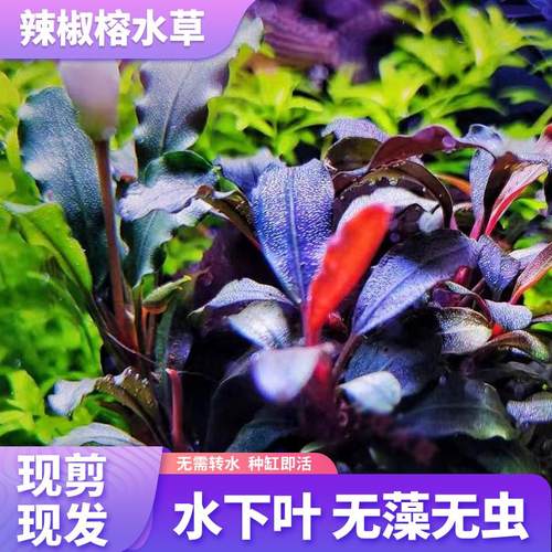 速发辣椒榕水下叶幽灵手精人布朗尼沉木造景草缸稀有发色新蓝懒灵