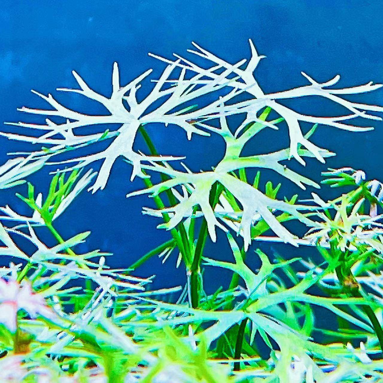 稀有前景水草中景草鹿角矮珍珠无菌杯水下叶迷你淡水水草鱼缸造景