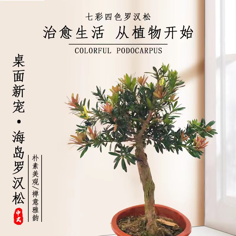 金彩松小红帽罗汉松简单好养