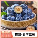 孕妇水果脆甜 锋趣云南高原L25花香蓝莓高端当季 k姐推荐