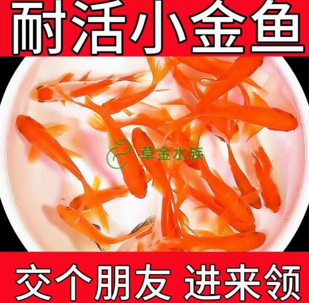 【特价鱼】养不死的草金鱼观赏鱼招财小金鱼批发耐活好养冷水活鱼