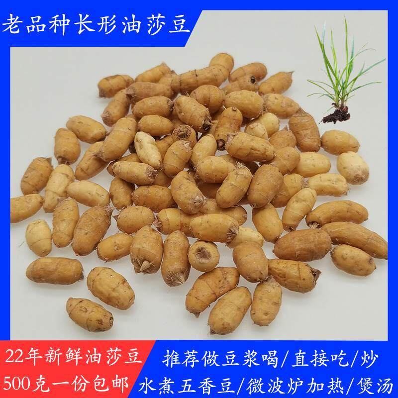 现货云南农家自种新鲜油莎豆长品种油豆混合油沙豆油渣子500克包