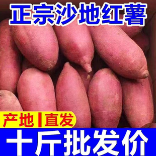 沙地新板栗红薯10斤现挖现发超甜非西瓜红蜜薯糖心板栗薯新鲜地瓜