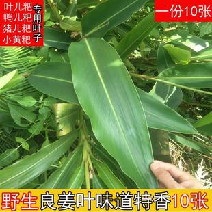 四川宜宾特产新鲜良姜叶子鸭儿粑猪儿粑叶子叶儿粑叶子黄粑叶
