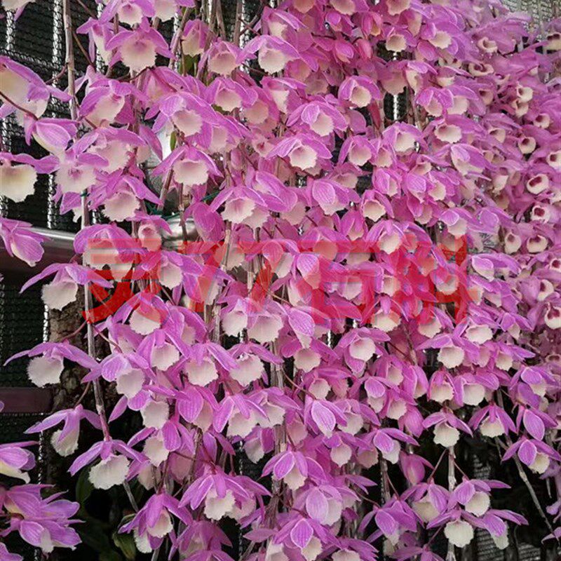 红天宫石斛e 种植成活木板一板 春夏开花 深粉色花朵 一板包邮