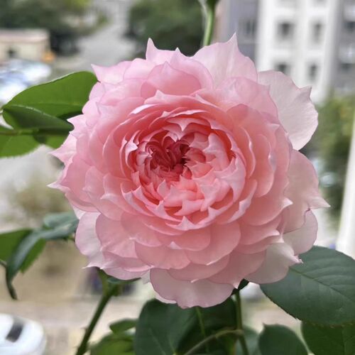 超新品莫妮卡戴维玫瑰花苗月季大花耐寒I阳台庭院盆栽四季开花粉