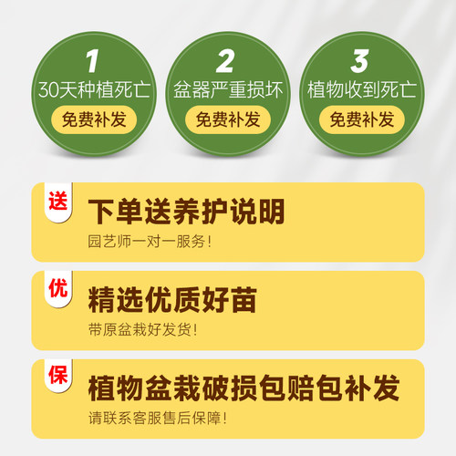 老桩龟背竹观叶植物办q公室内客厅大盆栽绿植物大型绿植盆景好养