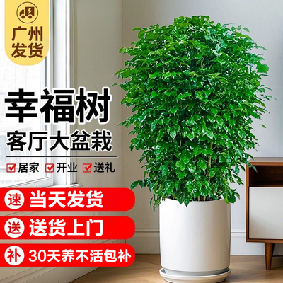 幸福树客厅盆栽大型绿植