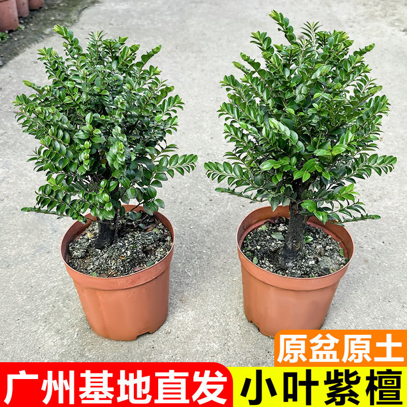 小叶紫檀盆景树苗办公室内桌面绿植客厅四季好养小植物黑骨茶盆栽