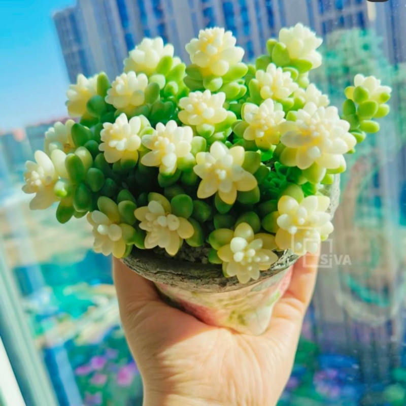 玉坠多肉植物雪花玉缀锦垂吊群生多头盆栽稀有品种带盆带土发货