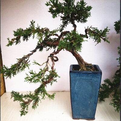 纪州真柏造型盆景植物室内盆栽四D季常青树桩苗柏树崖柏绿植盆景