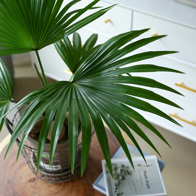 棕榈树绿植蒲葵室内盆栽圆叶轴榈耐热喜阴观叶植物袖W珍喷泉侏儒