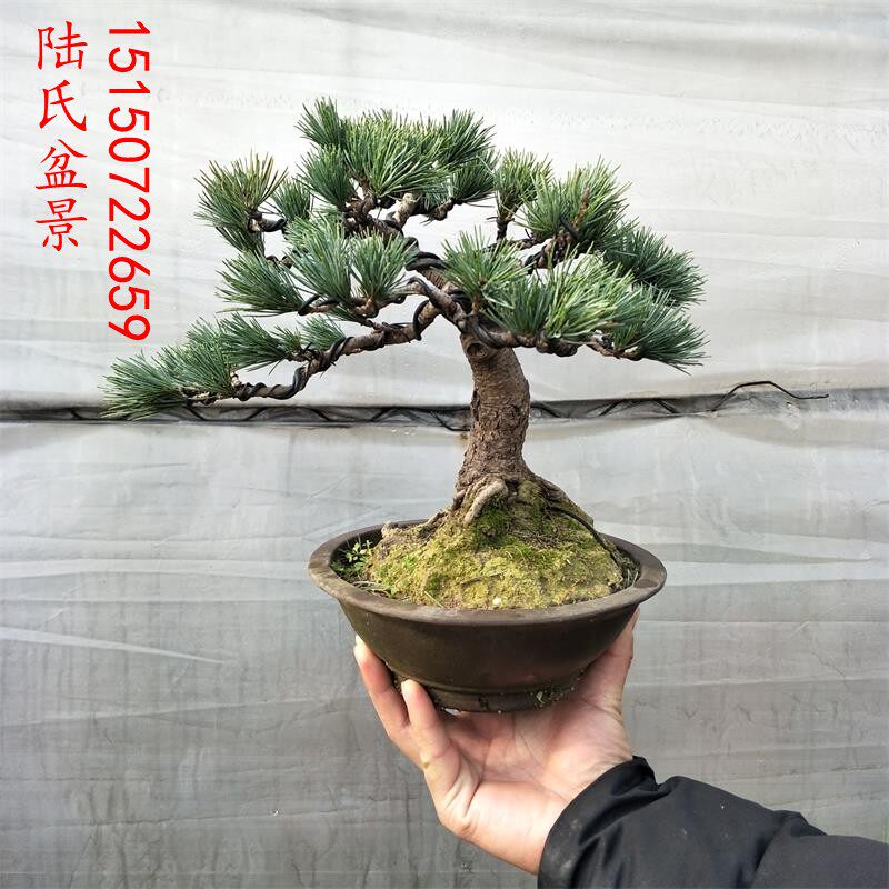 正宗五针松小苗 五针松素材v苗 大板松苗 五针松盆景造型树桩包邮