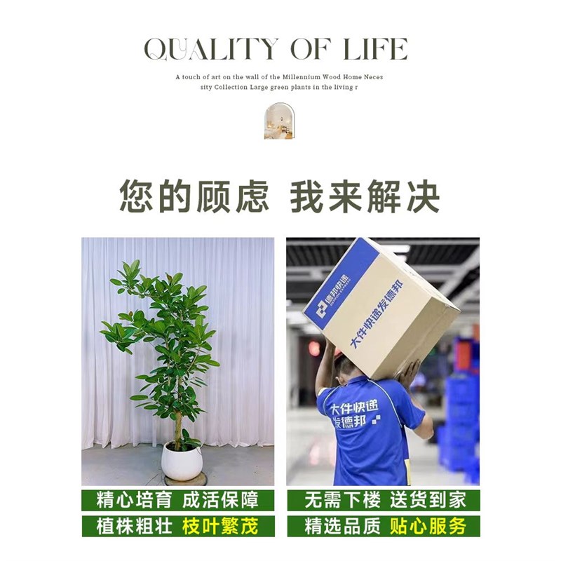 【自营】孟加拉榕老桩盆栽大型绿植办公K室内客厅落地式大号榕树