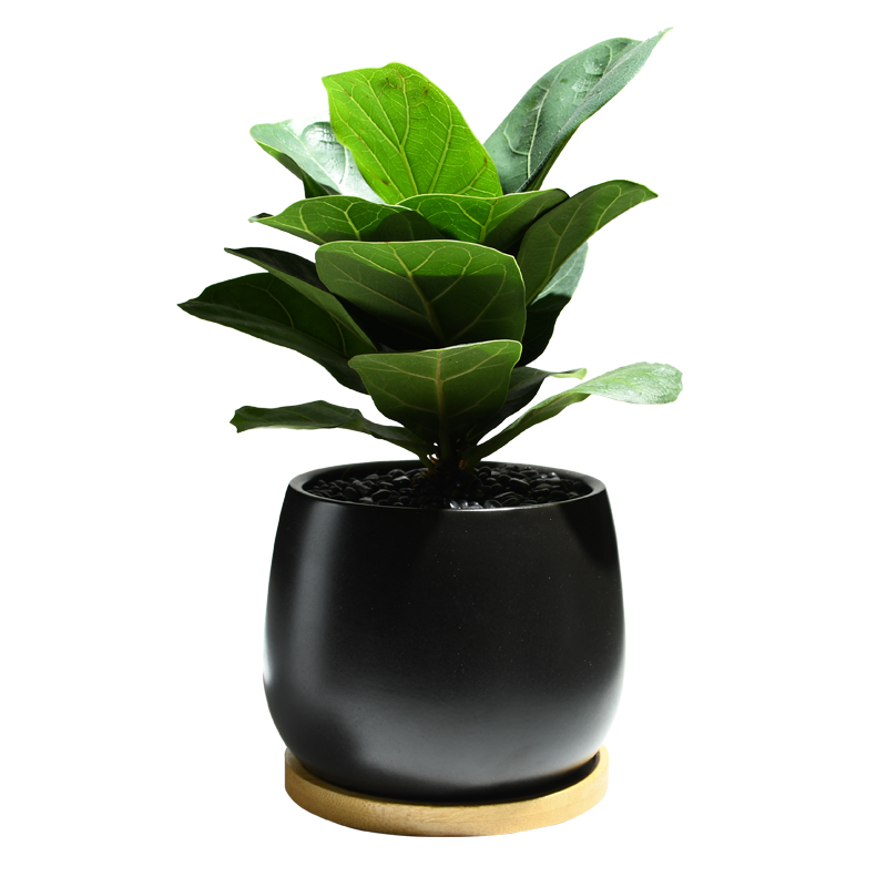 琴叶榕室内e创意盆栽客厅大叶绿植办公室净化空气花卉耐阴桌面植