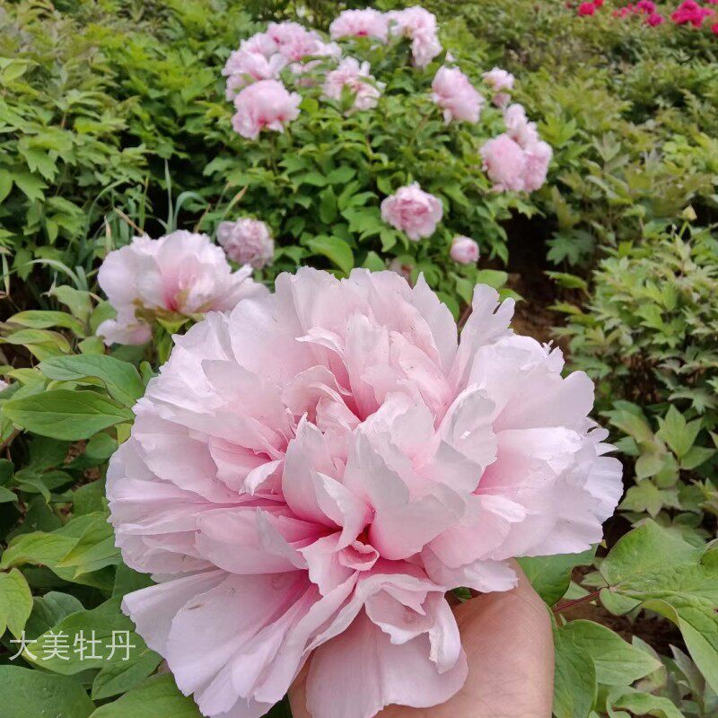 粉牡丹【桃花粉】丰花品r种 露台花园庭院 盆栽地栽小灌木木本花