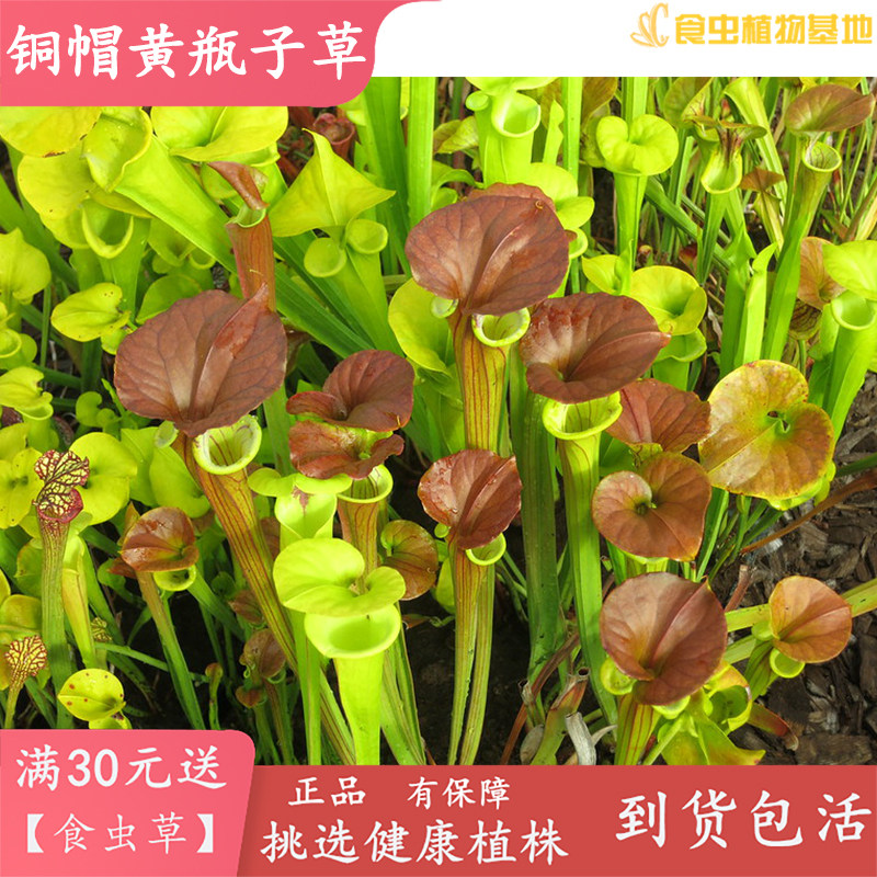 铜帽黄瓶子草【食虫草食虫植物吃蚊子G蜜蜂苍蝇飞蛾强捕蚊草捕虫
