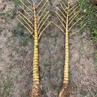 粗壮黄金佛肚竹大老桩盆景金丝佛肚竹盆H栽庭院造景绿化竹子罗汉