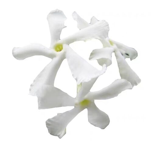 风车茉莉络石藤耐阴清香阳台庭院爬E藤植物室内外绿植盆栽四季常