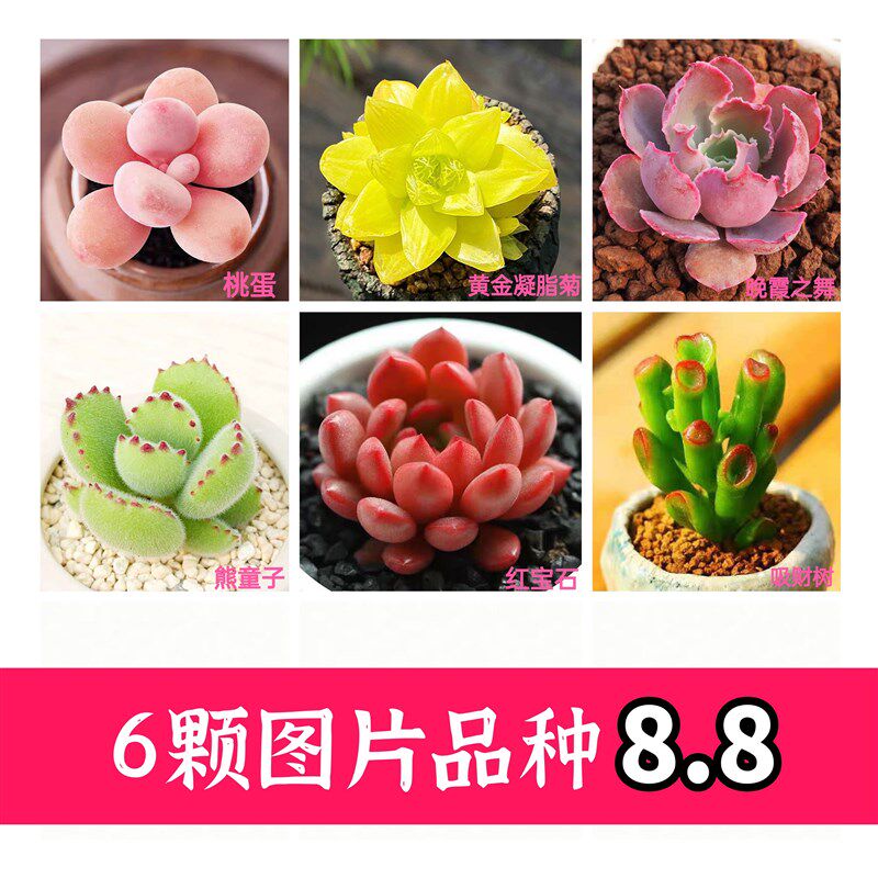 速发多肉植物精品特价盆栽绿植花卉新手易活大颗带盆吉娃娃红宝石