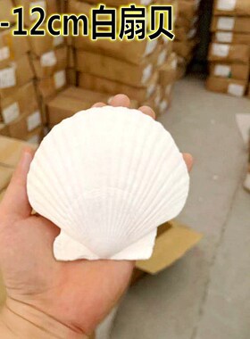 速发40HP白色扇贝壳书内页彩手绘工动涂鸦幼儿园活画鱼缸特大