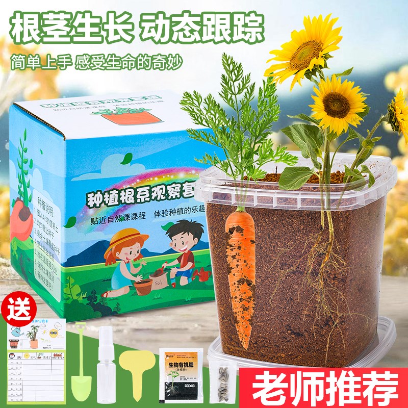 速发学生种植盆栽向莓植日葵草物生长观察实验幼儿园培育绿植创意