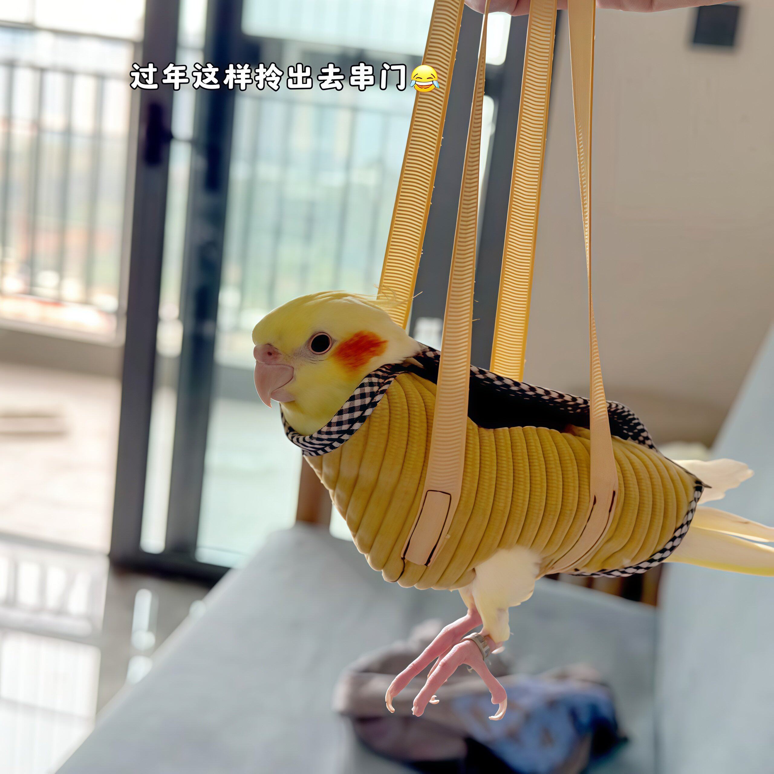 鹦鹉外出包可手提小型鸟类专用防飞设计户外便携式手养鹦鹉遛弯包