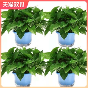 绿萝盆栽室内好养花卉新房吸除甲醛热F带大叶绿箩迷你桌面绿植长