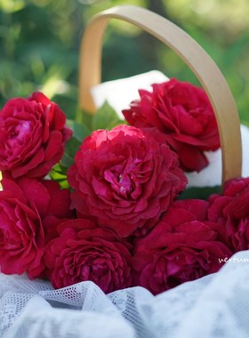 绿园美植  詹尼斯 玫昂切花灌木月季红色抗病耐开直立阳台盆栽