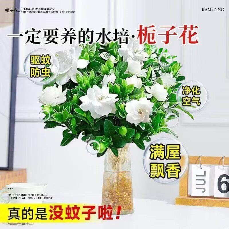 栀子花盆栽带花苞室内水培四季桌面开花好养绿植花卉