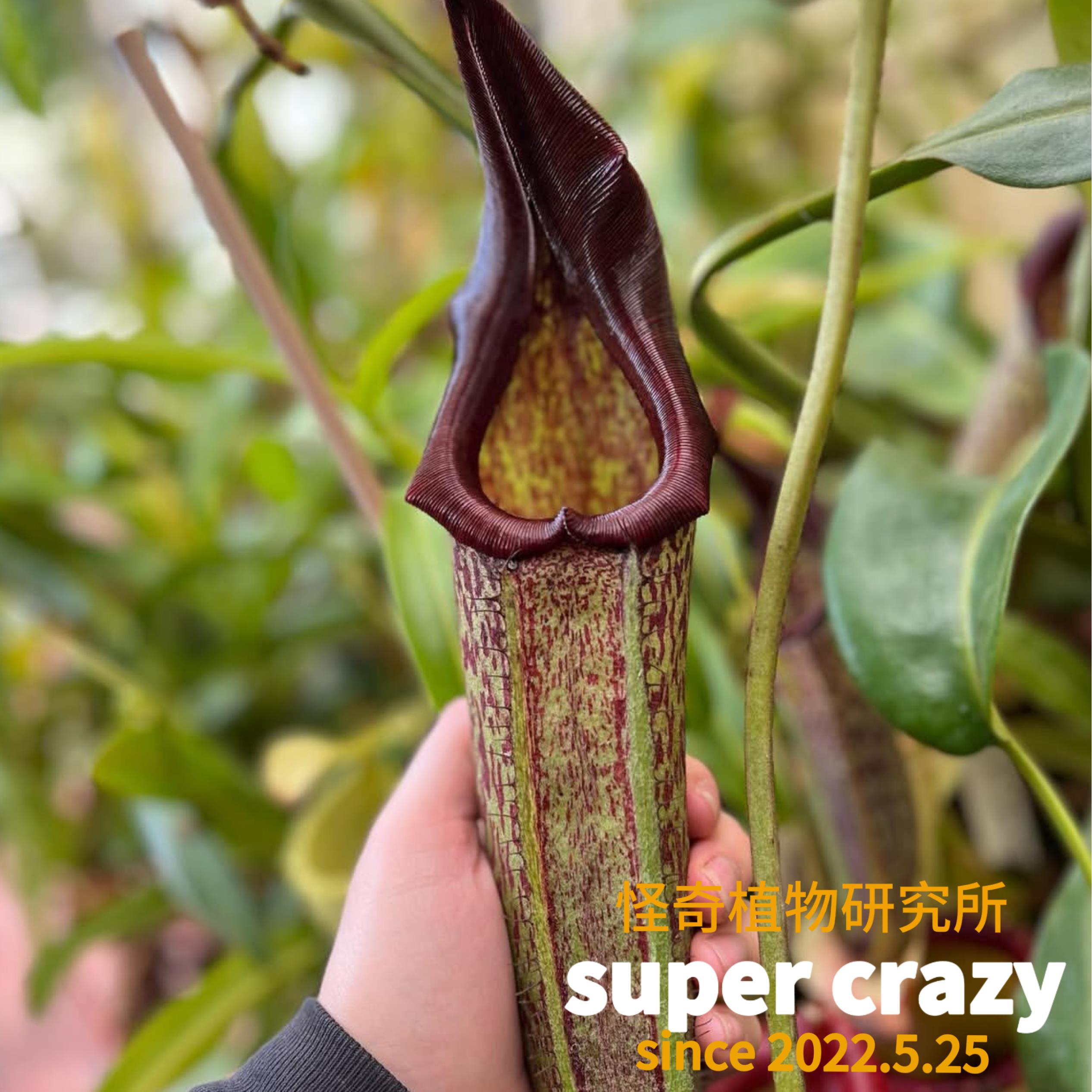 N.maxima大猪猪笼草食虫植物捕蝇草驱蚊草多肉绿植盆栽