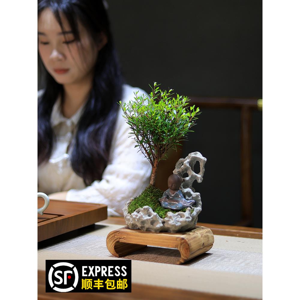 小叶赤楠盆景造型树桩绿植室内客厅办公室盆栽茶室植物桌面摆件