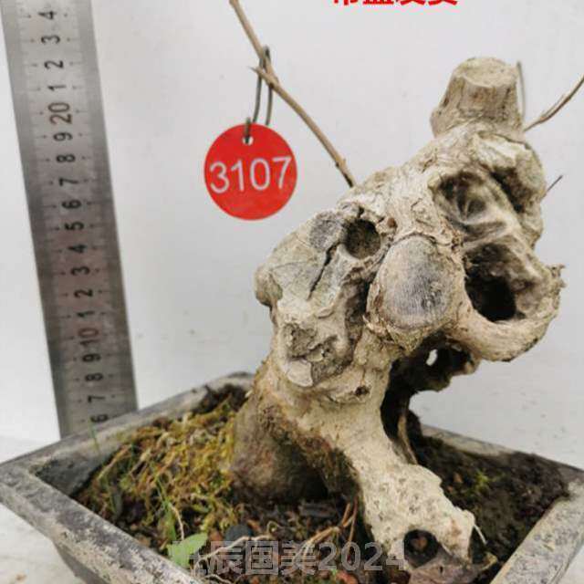 盆栽条舍利迷你老荆桩黄ynb栌树桩盆熟桩带映山红好