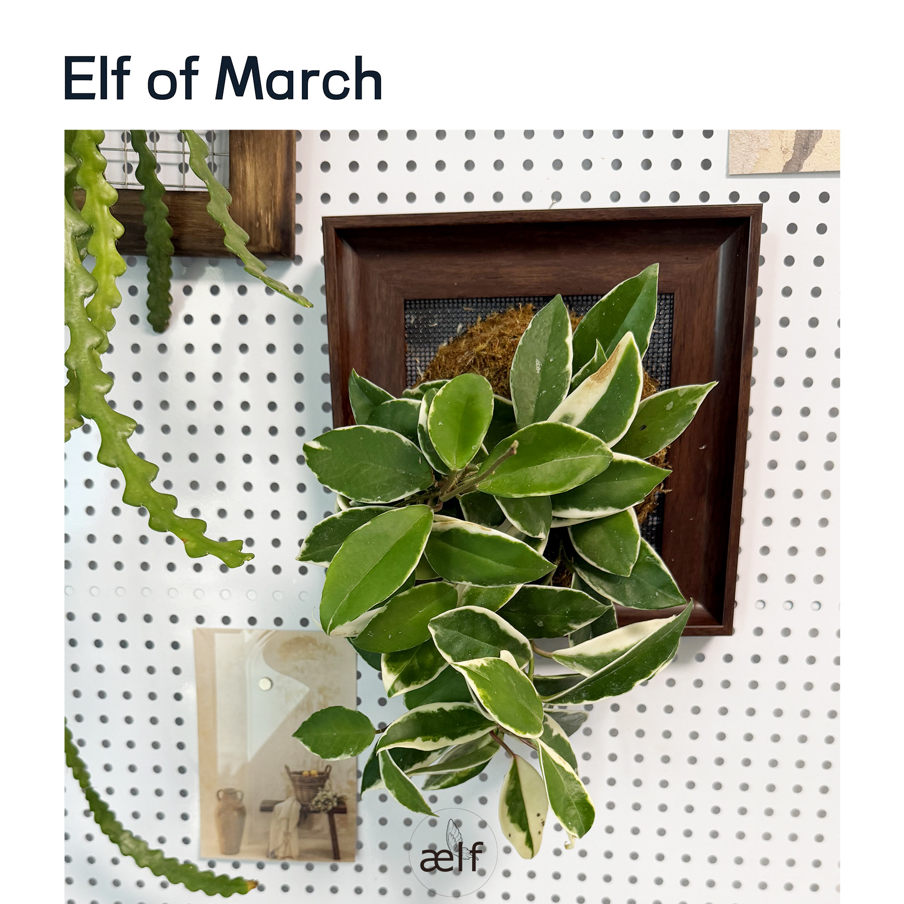 elf 花叶球兰相框板植苔藓植物挂墙绿植懒人好养水培垂吊壁挂