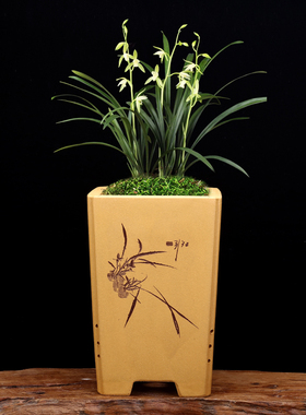 宜兴紫砂花盆黄色方形桌面盆景盆四方签筒文竹兰草君子兰包邮简约