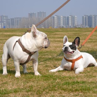 狗狗牵引绳狗胸背中大型犬法斗柴犬胸背带中型犬柯基背心式溜狗绳