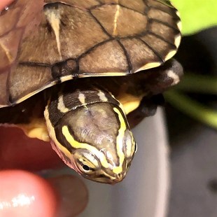 安南龟金线安布闭壳龟金钱龟小宠物安布龟苗招财乌龟半水龟深水龟
